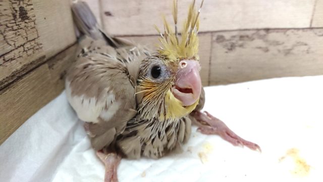 瞳が。。おおきいぃ～～☆オカメインコ シナモン！