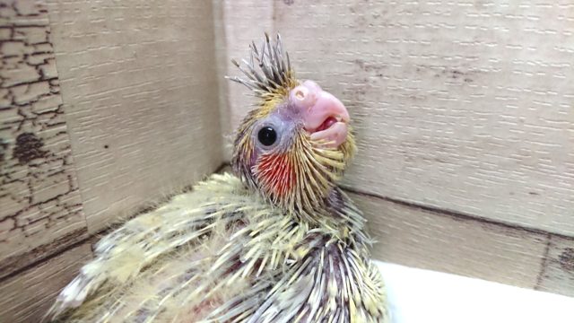 笑顔ですっ☆オカメインコ シナモンパール