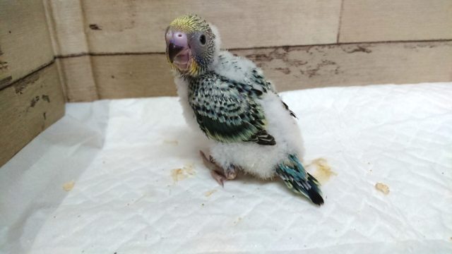 レアなオパーリン。エメラルドグリーン☆