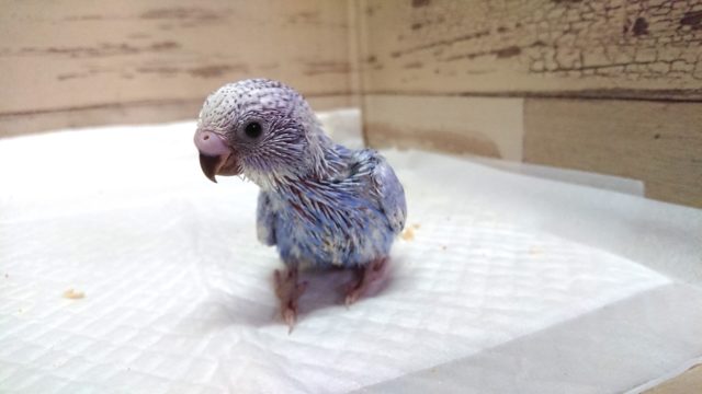 歩く姿、楽しそう～～　セキセイインコ　スパングル