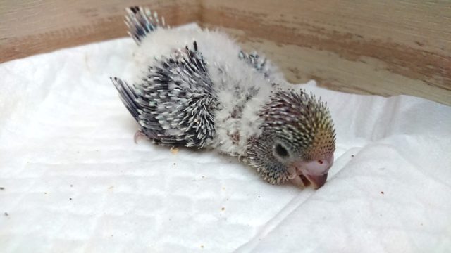 にんきですねっ　ジャンボセキセイ～～