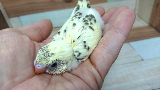 ふんわりやわらか～　クリームハルクィン～～