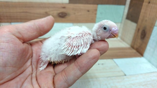久々です！セキセイインコ　ダブルファクター（ホワイト）～～