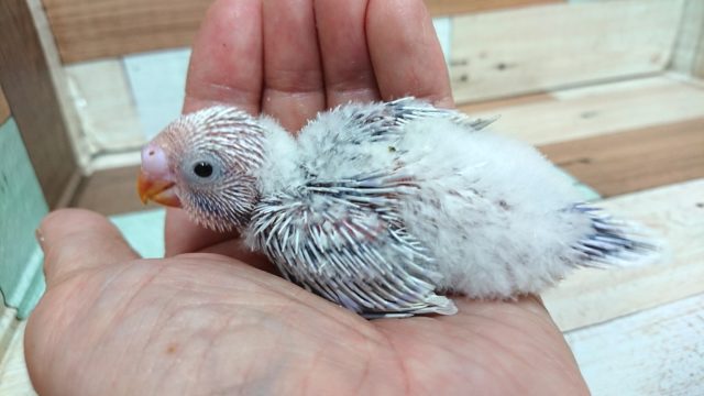 久しぶりに来ました♪セキセイインコ　ライラック～～