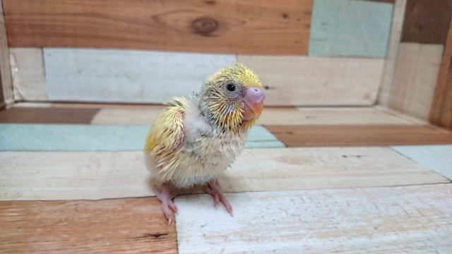 アンバランスがまたｽﾃｷ☆　セキセイインコ　パステルレインボーパイド