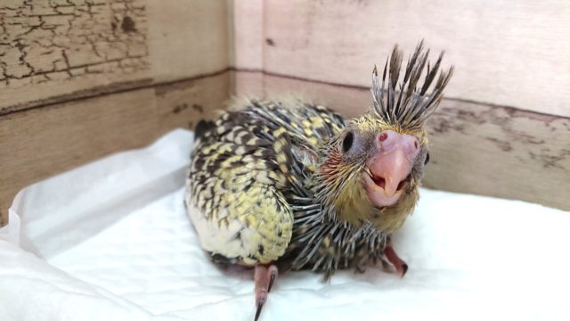 冠羽が感情の目印です～オカメインコ　パール　2021　5月13日