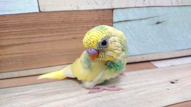 安定の人気手乗りセキセイインコ！　カラーは。。。