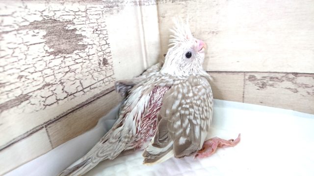人気のカラーです！オカメインコ　ホワイトフェイスシナモンパールパイド　2021　5月21日