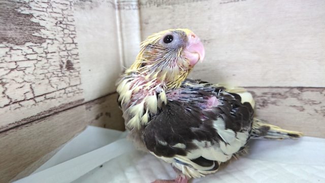 ちょっとクネクネタイプ？？。。オカメインコ　パイド　2021　5月21日