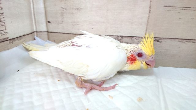 まずは白オカメさんお迎えしませんか？　オカメインコ　ルチノー　2021　5月21日