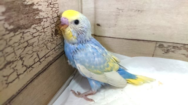 美カラー！！セキセイインコ　パステルレインボーパイド　2021　5月21日