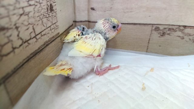 ちょっと不思議な色あいですね　セキセイインコ　レインボーパイド　2021　5月21日