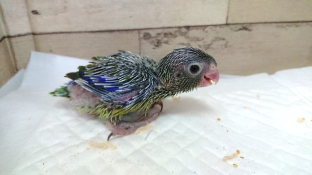 久々のマメルリハ　男のコ～　ノーマルになります　2021　5月22日