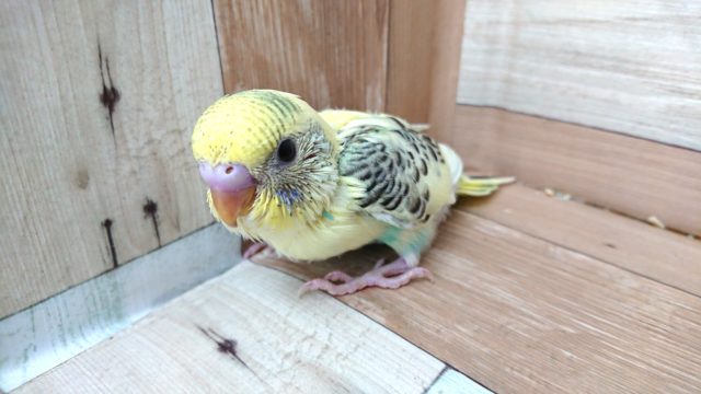 優しい雰囲気☆彡　セキセイインコ　クリームハルクイン～～