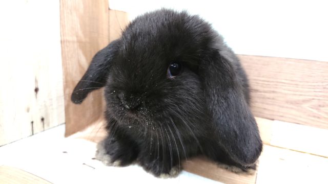 つやつやつやつや～時々ミルクまみれっ　ロップイヤー　ブラック☆