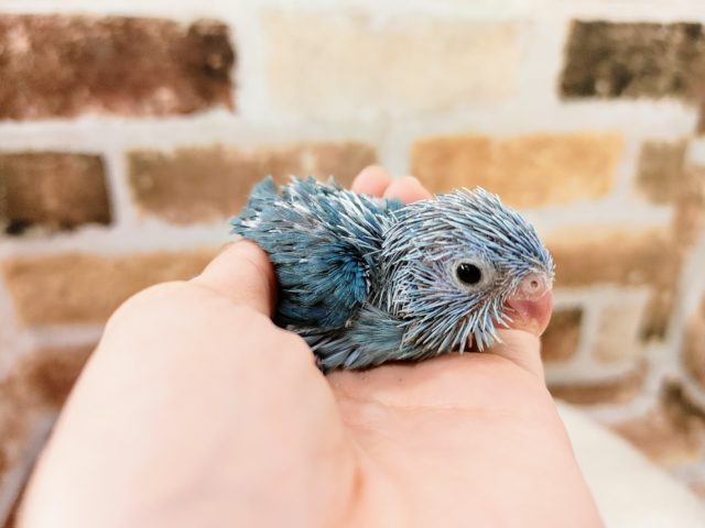 よちよち歩きのマメルリハ　女の子入荷しました♪