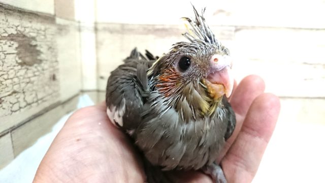 定番人気！！オカメインコ　カラーはノーマル♪
