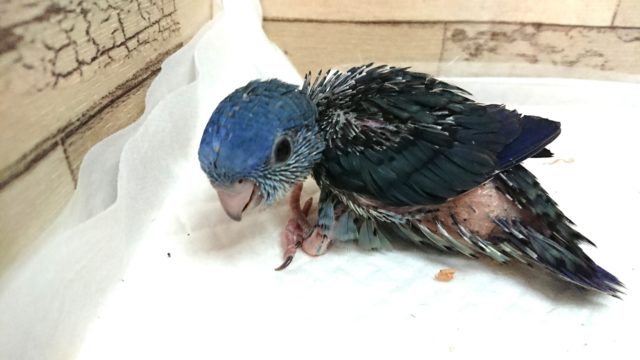 気になったら！お早めに～　サザナミインコ　コバルト～