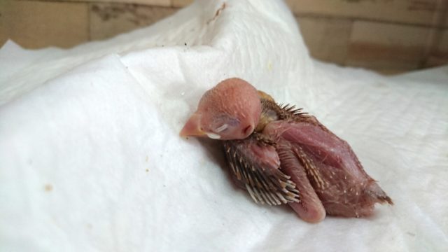 寝顔と催促のギャップがｽﾃｷ　シナモン文鳥～～