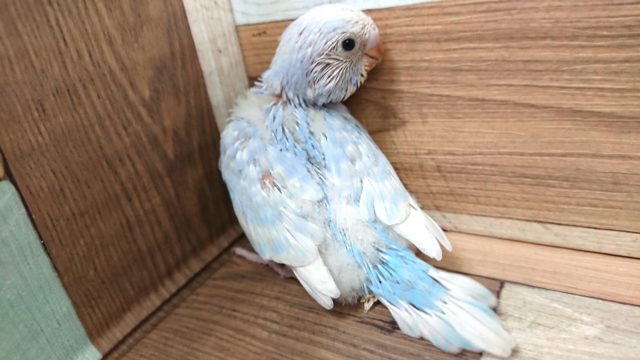 ブルーが爽やかですねっ　セキセイインコ　スパングル