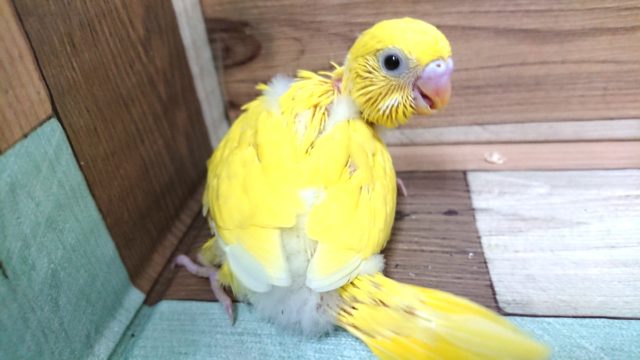 黄色の黒目さん！！セキセイインコ　ダブルファクター　イエローです