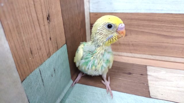 個性が出ています～　セキセイインコ　パステルレインボーパイド