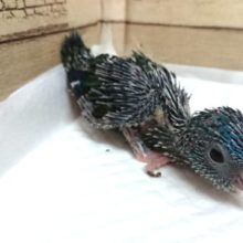 安定の人気インコです！サザナミインコ　コバルト～　2021　5月29日