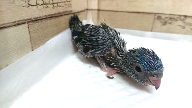 安定の人気インコです！サザナミインコ　コバルト～　2021　5月29日