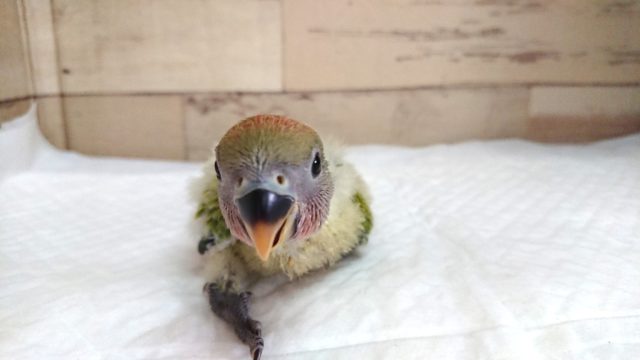 甘え上手〜　コザクラインコ　オパーリン　2021　5月27日