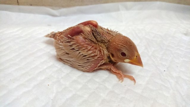 緊張感ただよいますがーー　実はベッタリさん　シナモン文鳥～～