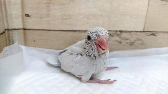 美白さんです！マメルリハインコ　アメリカンホワイト　2021　5月28日