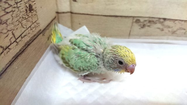 オススメのセキセイインコ！パステルカラーレインボー　5月27日