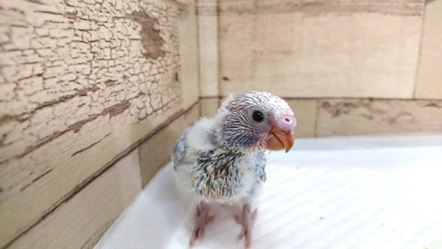 爽やかな♪レインボーカラー　セキセイインコ　2021　5月27日