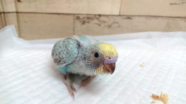 そろーり。。そろり　セキセイインコ　レインボー　2021　5月27日