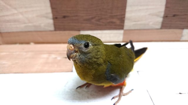 手のり　キキョウインコ　いますよ～