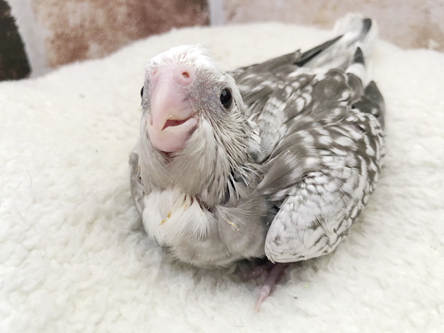 横にゆ〜らゆ〜ら♪オカメインコヒナ(ホワイトフェイスパール)