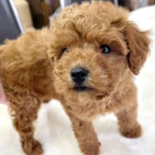 トイプードル（レッド）2021年3月6日生まれ　男の子