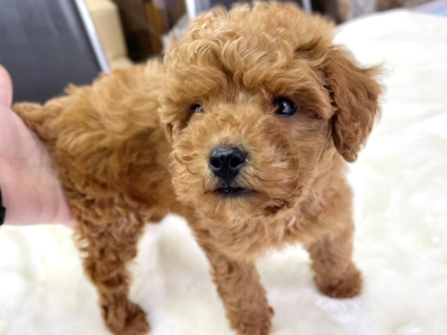 トイプードル（レッド）2021年3月6日生まれ　男の子