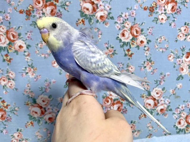 羽衣セキセイインコ  レインボースパングル  5月6日