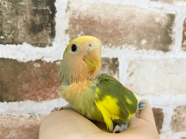 超ホヤホヤ最新画像！！甘え上手☆♪コザクラインコ タイガーチェリー