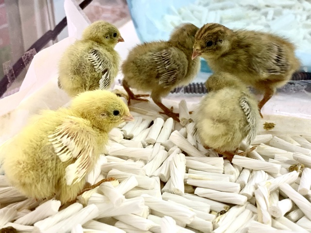 ヒメウズラ  ヒヨコ🐥  5月22日
