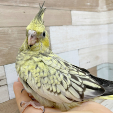 超ホヤホヤ最新画像♪ｷﾚｲなほっぺ☆彡　オカメインコ　パールになります～～