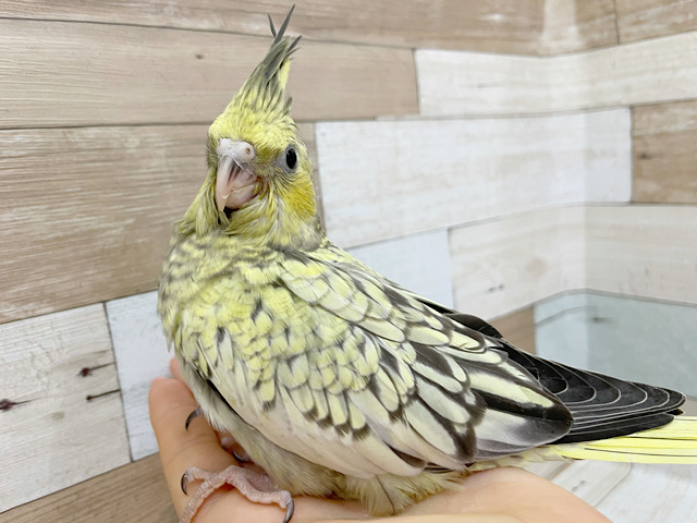 超ホヤホヤ最新画像♪ｷﾚｲなほっぺ☆彡　オカメインコ　パールになります～～
