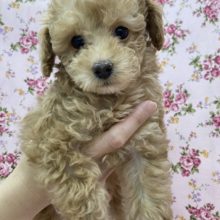 おめめパッチリ！可愛い系なトイプードルの女の子