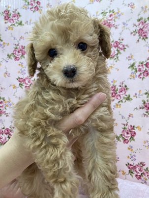 おめめパッチリ！可愛い系なトイプードルの女の子