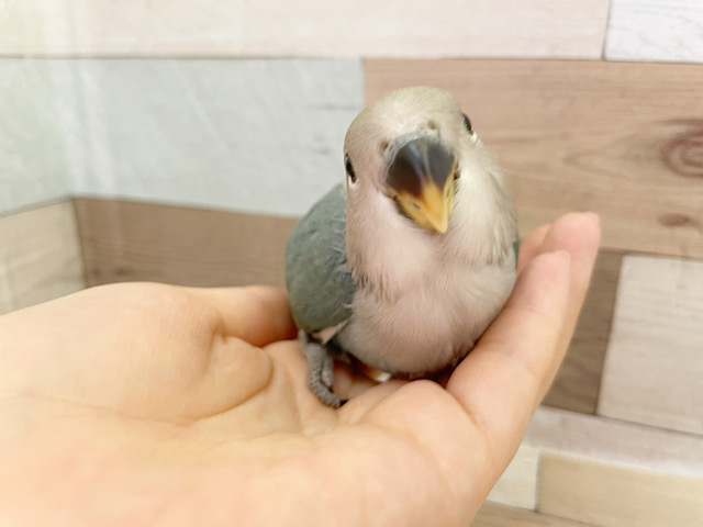 超ホヤホヤ最新画像♪恥ずかしがり屋。。かな？？コザクラインコ　ブルーチェリー☆