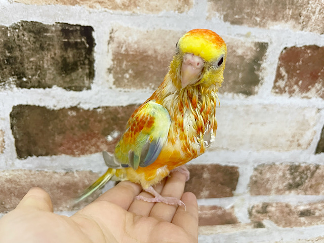 惚れ惚れする綺麗さ♡美声インコヒナ(オレンジ)