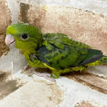 超ホヤホヤ最新画像★スローにマイペース、サザナミインコ　ノーマルですっ