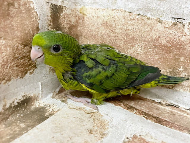 超ホヤホヤ最新画像★スローにマイペース、サザナミインコ　ノーマルですっ