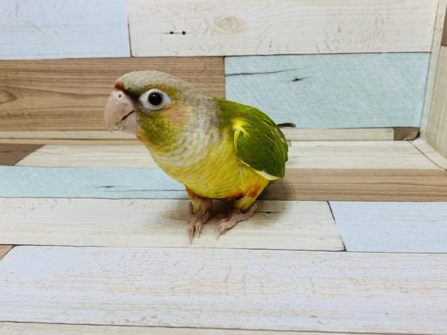 パイナップル！ウロコインコのパイナップルがきました♪